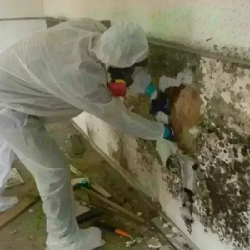 Mold Remediation and Removal in Bellevue, IL